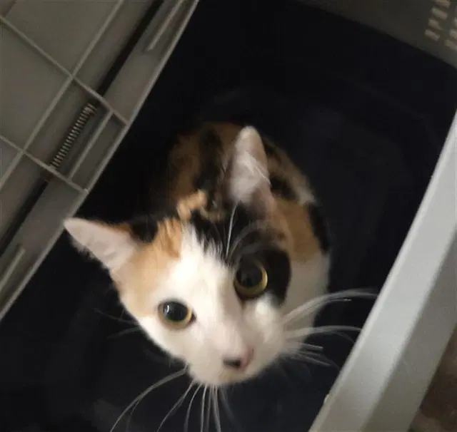 Sadie - Domestic Short Hair