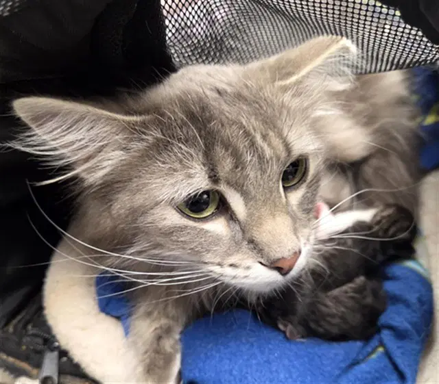 Sammy - Domestic Long Hair