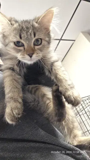 Mac-Ee - Domestic Short Hair