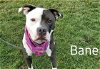 adoptable Dog in placerville, CA named BANE