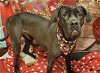 adoptable Dog in placerville, ca, CA named TITAN