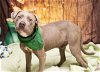 adoptable Dog in placerville, ca, CA named SHADY GRAY