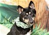adoptable Dog in placerville, CA named LILLY