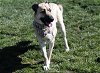 adoptable Dog in placerville, CA named GOLDIE