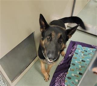 adoptable Dog in Placerville, CA named TEACH