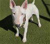 adoptable Dog in placerville, CA named NOVA