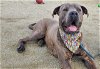 adoptable Dog in placerville, CA named DUKE