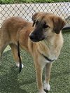 adoptable Dog in placerville, ca, CA named ROO