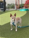 adoptable Dog in placerville, ca, CA named SPROCKET