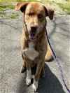 adoptable Dog in placerville, CA named MARLEY