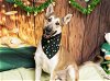 adoptable Dog in placerville, CA named MCCOY
