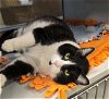 adoptable Cat in placerville, CA named ELLIE