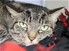 adoptable Cat in placerville, ca, CA named TNR-MR LUIGI