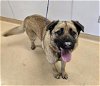 adoptable Dog in placerville, CA named BOOMER