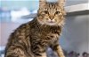 adoptable Cat in placerville, CA named GARDEN-SELENA