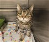 adoptable Cat in placerville, CA named GARNET