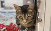 adoptable Cat in Placerville, CA named JUSTAMIN