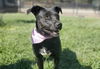 adoptable Dog in Placerville, CA named GAYLE