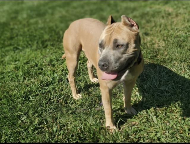 adoptable Dog in Placerville, CA named AUDREY