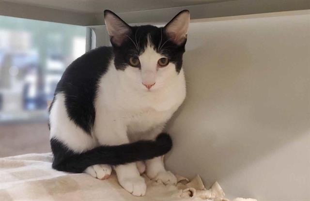 adoptable Cat in Placerville, CA named GREG