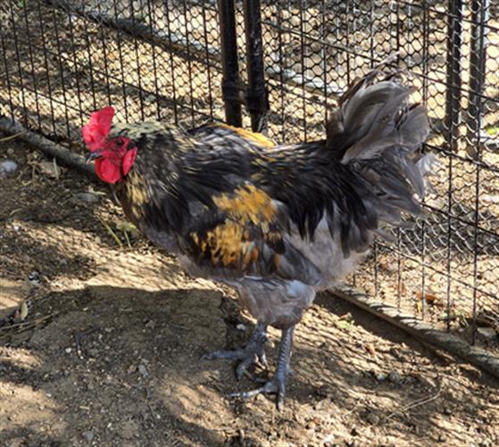 adoptable Chicken in Placerville, CA named ROOSTER