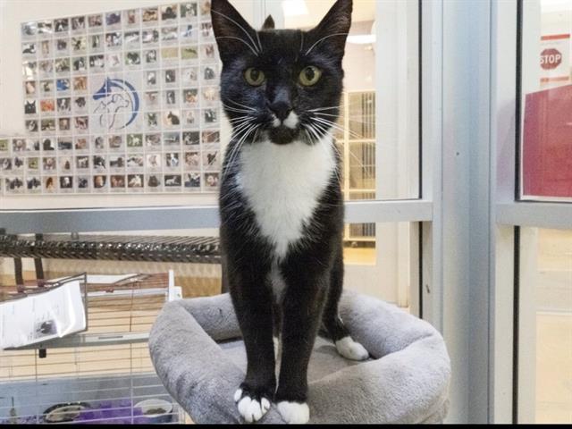 adoptable Cat in Placerville, CA named CASANOVA