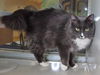 adoptable Cat in Placerville, CA named GRACIE