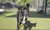 adoptable Dog in Placerville, CA named ZOEY