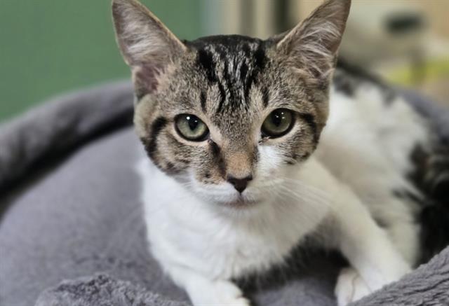 adoptable Cat in Placerville, CA named COLTON