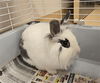 adoptable Rabbit in  named BUTTERFINGER