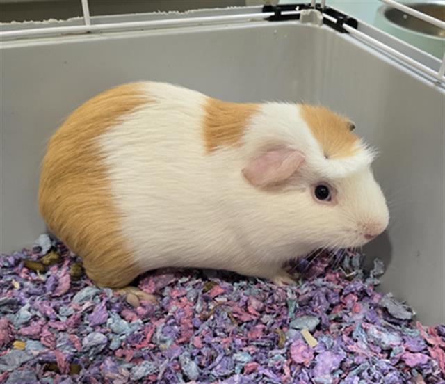 adoptable Guinea Pig in Placerville, CA named ROLO