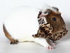 adoptable Guinea Pig in Placerville, CA named DOTS