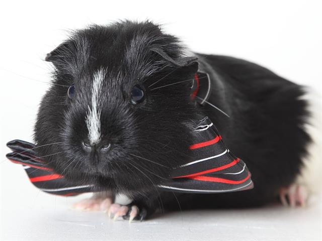 adoptable Guinea Pig in Placerville, CA named KITKAT