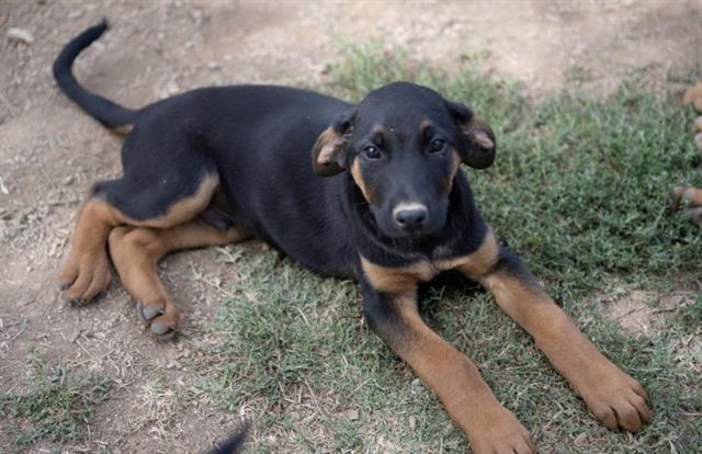 adoptable Dog in Placerville, CA named PILOT