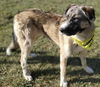 adoptable Dog in Placerville, CA named ASHLEY
