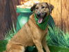 adoptable Dog in Placerville, CA named MARY-KATE
