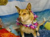 adoptable Dog in  named PENNY