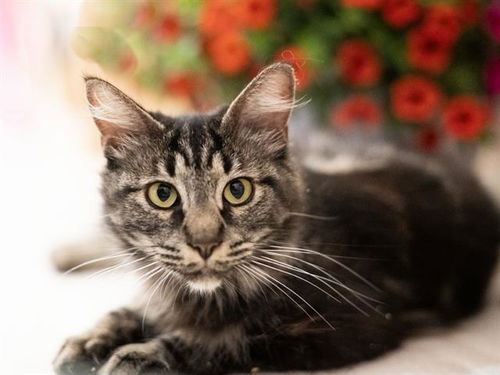 picture of the cat needing adoption