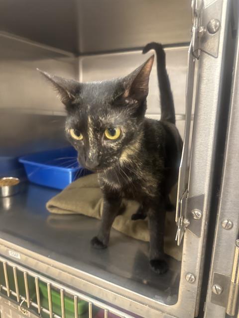 picture of the cat needing adoption