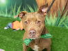 adoptable Dog in Placerville, CA named BENTLEY
