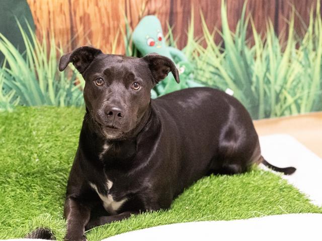adoptable Dog in Placerville, CA named GAYLE