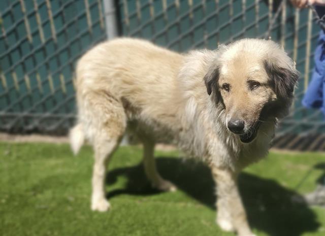 adoptable Dog in Placerville, CA named CHUCK