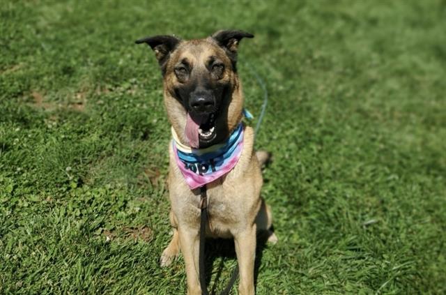 adoptable Dog in Placerville, CA named ZENDAYA