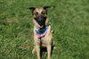 adoptable Dog in  named ZENDAYA