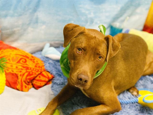 adoptable Dog in Placerville, CA named JAX