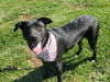 adoptable Dog in Placerville, CA named ZINNIA
