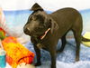 adoptable Dog in Placerville, CA named JOE