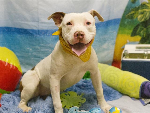 adoptable Dog in Placerville, CA named MABEL