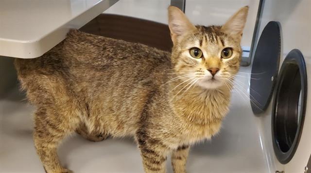 adoptable Cat in Placerville, CA named CANTALOUPE