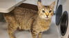 adoptable Cat in Placerville, CA named CANTALOUPE